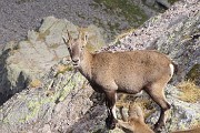 Pizzo Tre Signori con anello Via del Caminetto-Sentiero del Cardinale il 20 settembre 2016